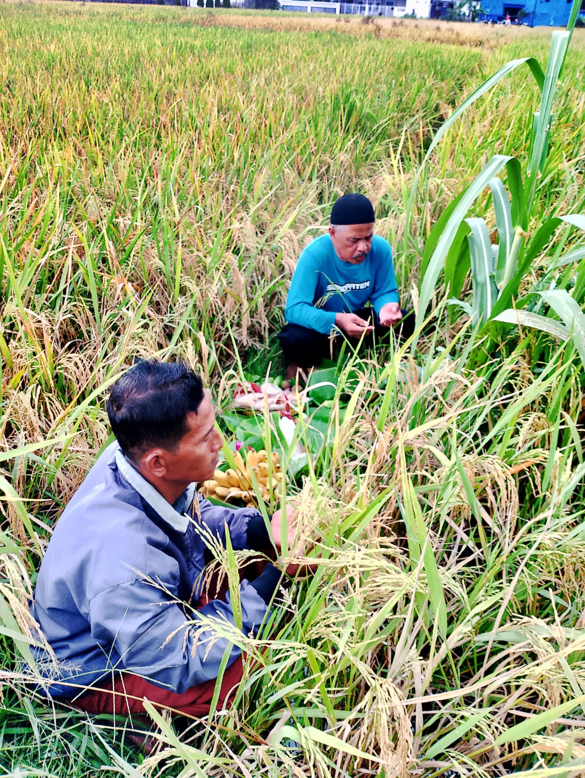 Tradisi Wiwitan Sambut Panen Padi di Bulak Sawah Siwareng Bantulkarang